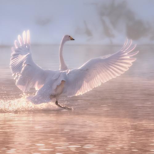 Превью фотографии фотографа  Natalya