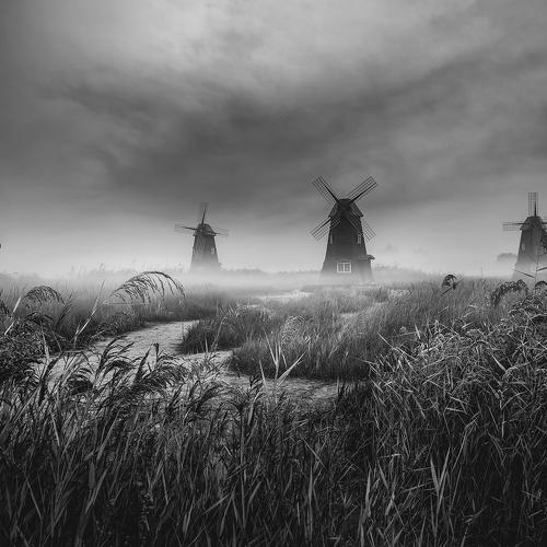 Preview Photographer\'s photo Seo Tiger