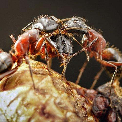 Preview Photographer\'s photo Helena Flykt