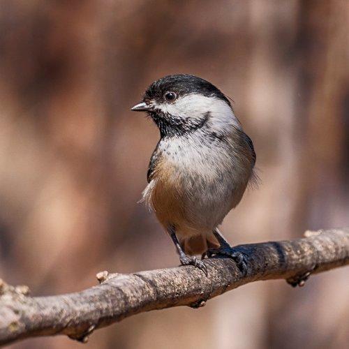 Preview Photographer\'s photo Yury Lugansky