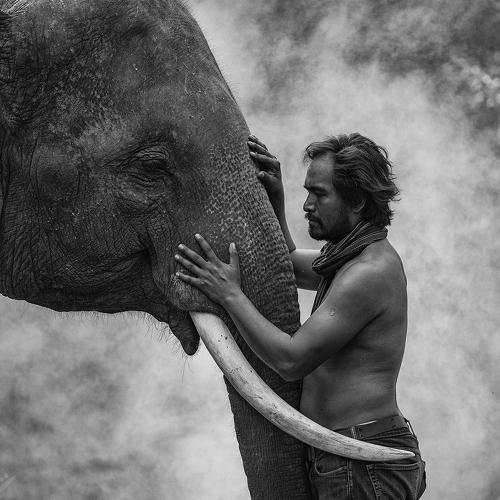 Preview Photographer\'s photo SUTIPOND SOMNAM