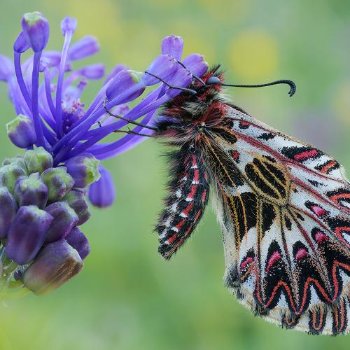 Превью фотографии фотографа stefano.tassano