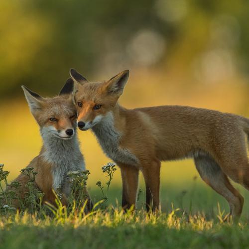 Preview Photographer\'s photo Борис Белчев