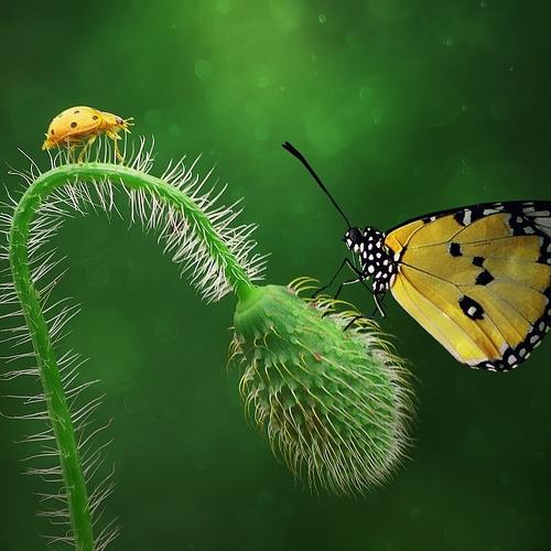 Preview Photographer\'s photo Ercan Yurt