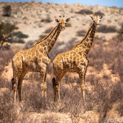 Preview Photographer\'s photo Лозицкий Александр