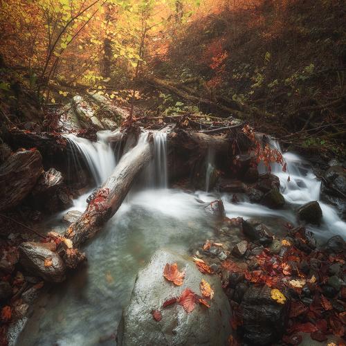 Превью фотографии фотографа Tania Leschinskaya