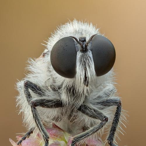 Превью фотографии фотографа Miron Karlinsky