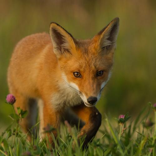 Preview Photographer\'s photo Борис Белчев