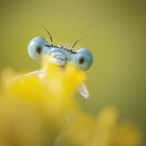 Preview Photographer\'s photo Nicolae Fanurie Chirobocea