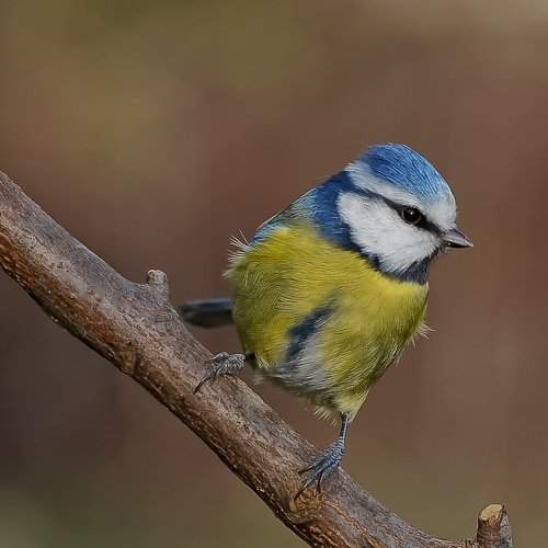 Превью фотографии фотографа jozef sowa