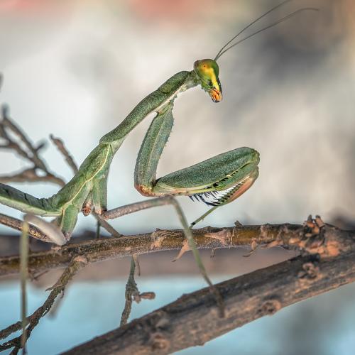 Превью фотографии фотографа Andrey Ostapenko