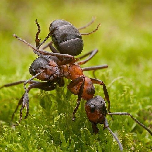 Превью фотографии фотографа Rafal Karalus