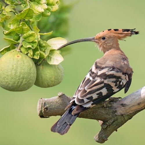 Превью фотографии фотографа  Людмил@