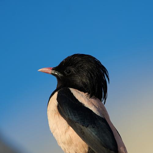 Preview Photographer\'s photo Калин Ботев