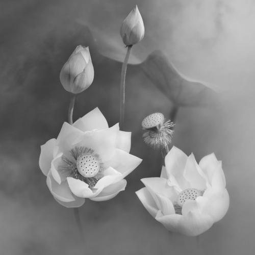 Preview Photographer\'s photo Le Nhat Quang