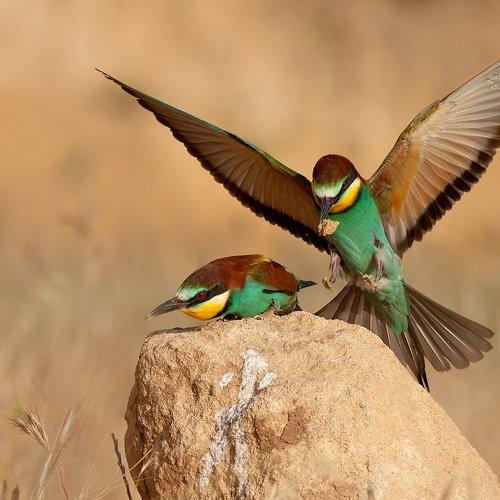 Превью фотографии фотографа Alena Spivak