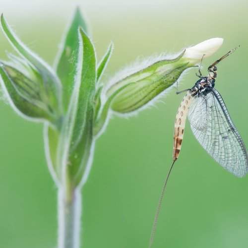 Превью фотографии фотографа jozef sowa