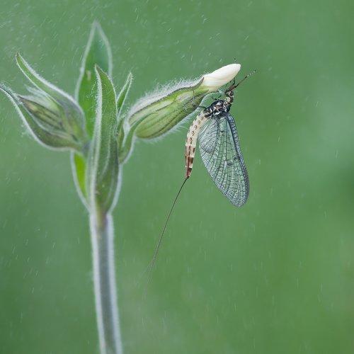 Preview Photographer\'s photo jozef sowa