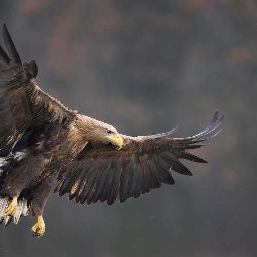 Preview Photographer\'s photo Калин Ботев