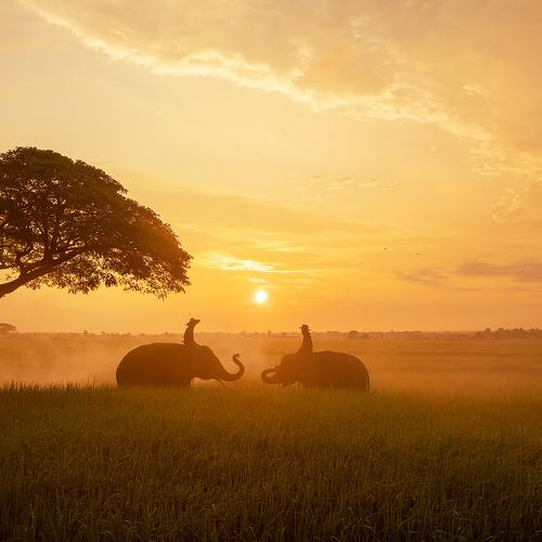 Preview Photographer\'s photo SUTIPOND SOMNAM