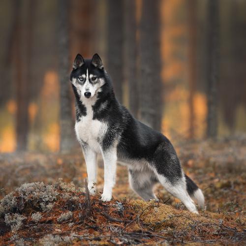 Превью фотографии фотографа Natalia Ricci