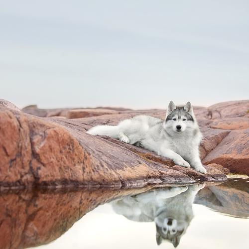 Превью фотографии фотографа Лана Полякова