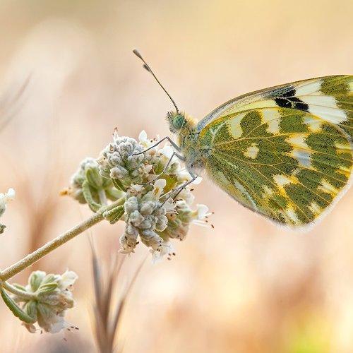 Превью фотографии фотографа Remus Moise