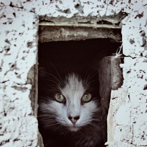 Превью фотографии фотографа Владимир Кедров