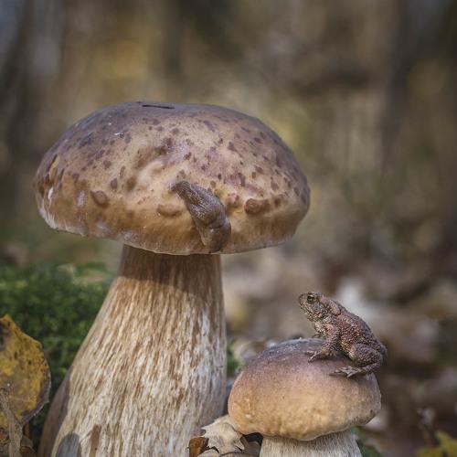 Превью фотографии фотографа Рудченко Анатолий