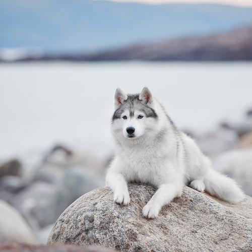 Превью фотографии фотографа Лана Полякова