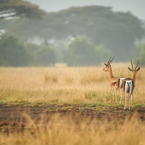 Превью фотографии фотографа Калин Ботев