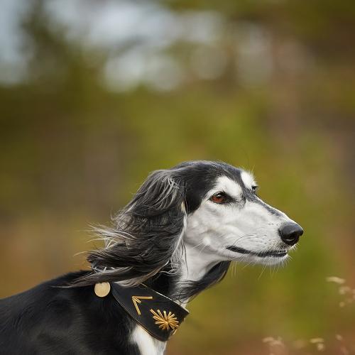 Превью фотографии фотографа Лана Полякова