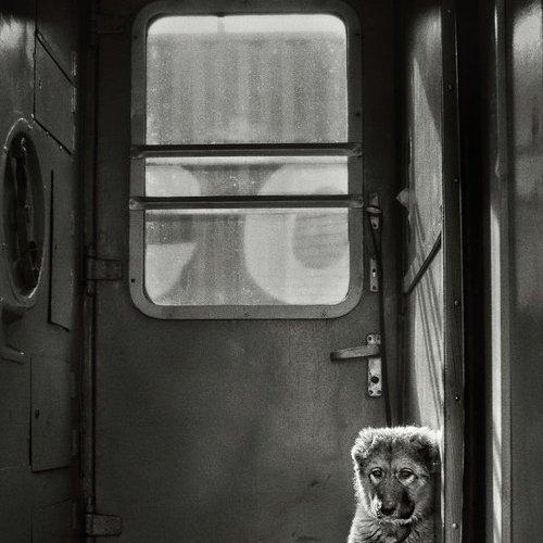 Preview Photographer\'s photo владимир