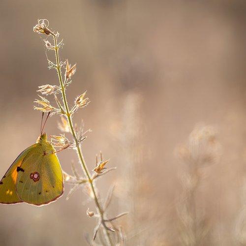 Превью фотографии фотографа Remus Moise