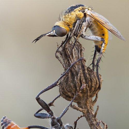 Превью фотографии фотографа Miron Karlinsky