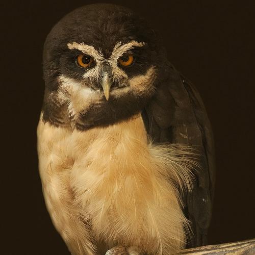 Preview Photographer\'s photo ferrara carmel