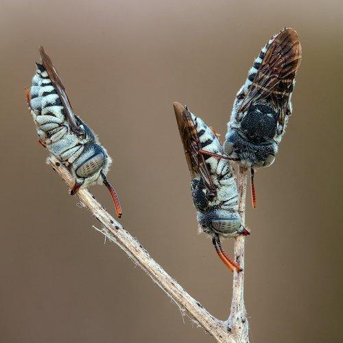 Превью фотографии фотографа Remus Moise