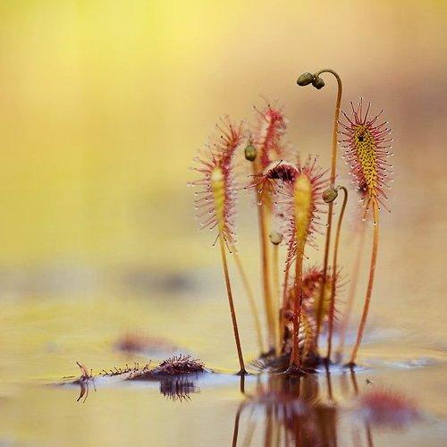 Превью фотографии фотографа Юлия Втюрина