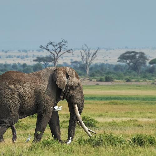 Превью фотографии фотографа Калин Ботев