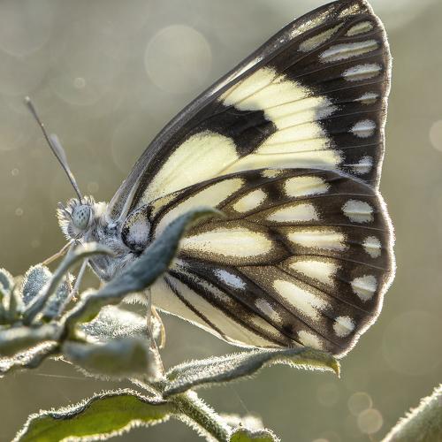 Превью фотографии фотографа Andrey Ostapenko