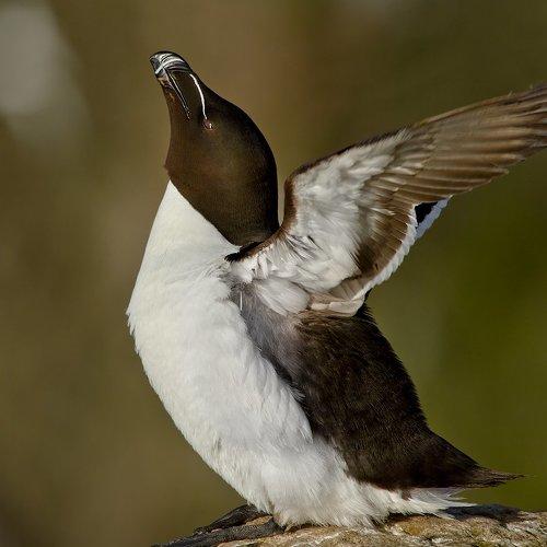 Превью фотографии фотографа Alena Spivak