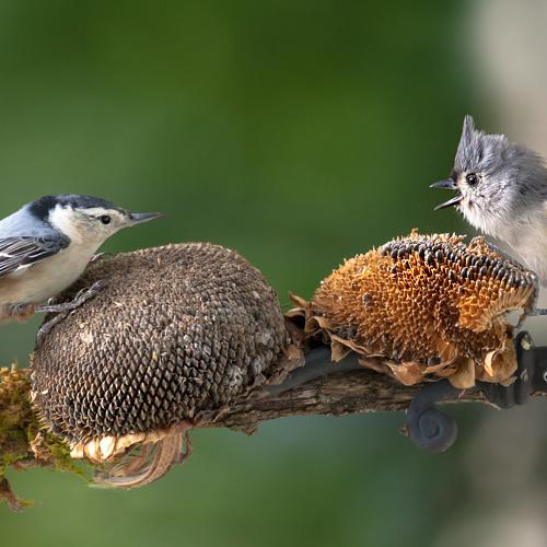 Preview Photographer\'s photo Антонина Яновска