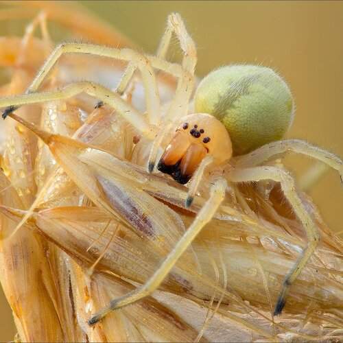 Preview Photographer\'s photo KIZILL