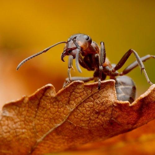 Превью фотографии фотографа Rafal Karalus