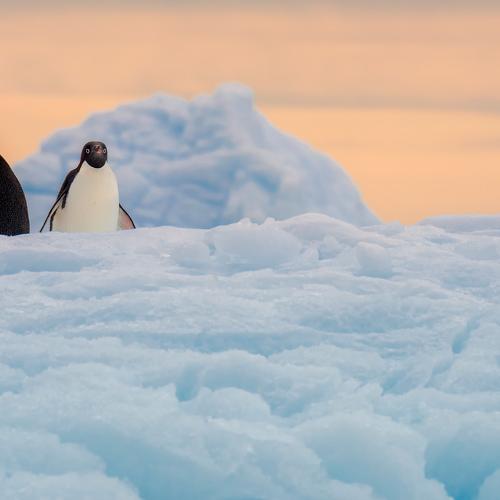 Превью фотографии фотографа Майк Рейфман