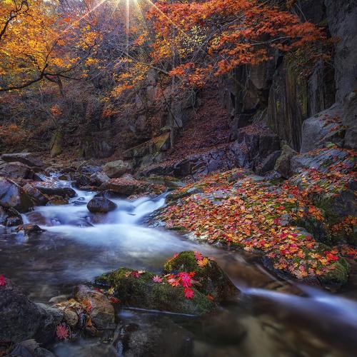 Preview Photographer\'s photo Seo Tiger