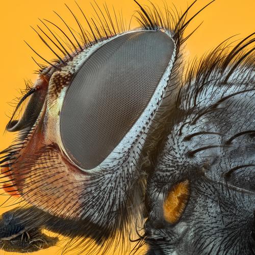 Превью фотографии фотографа Tsvetan Ganev