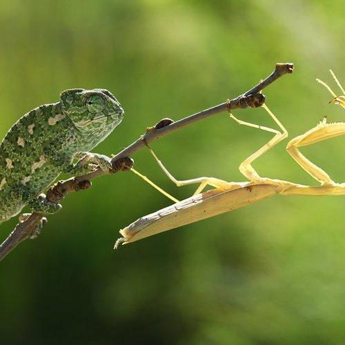 Превью фотографии фотографа mehmet