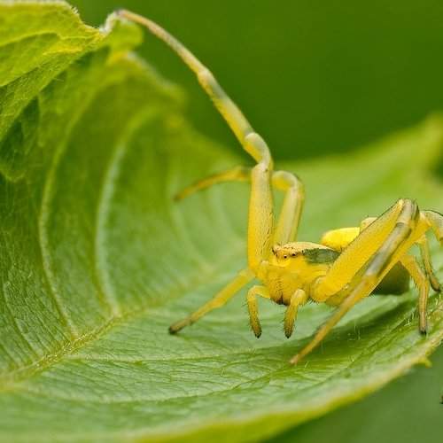 Превью фотографии фотографа Rafal Karalus