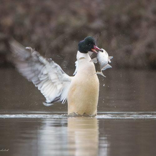 Превью фотографии фотографа Arkadiusz Michalak
